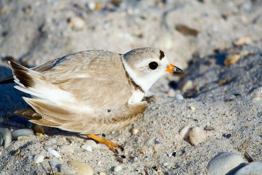 Image of Piping Plover