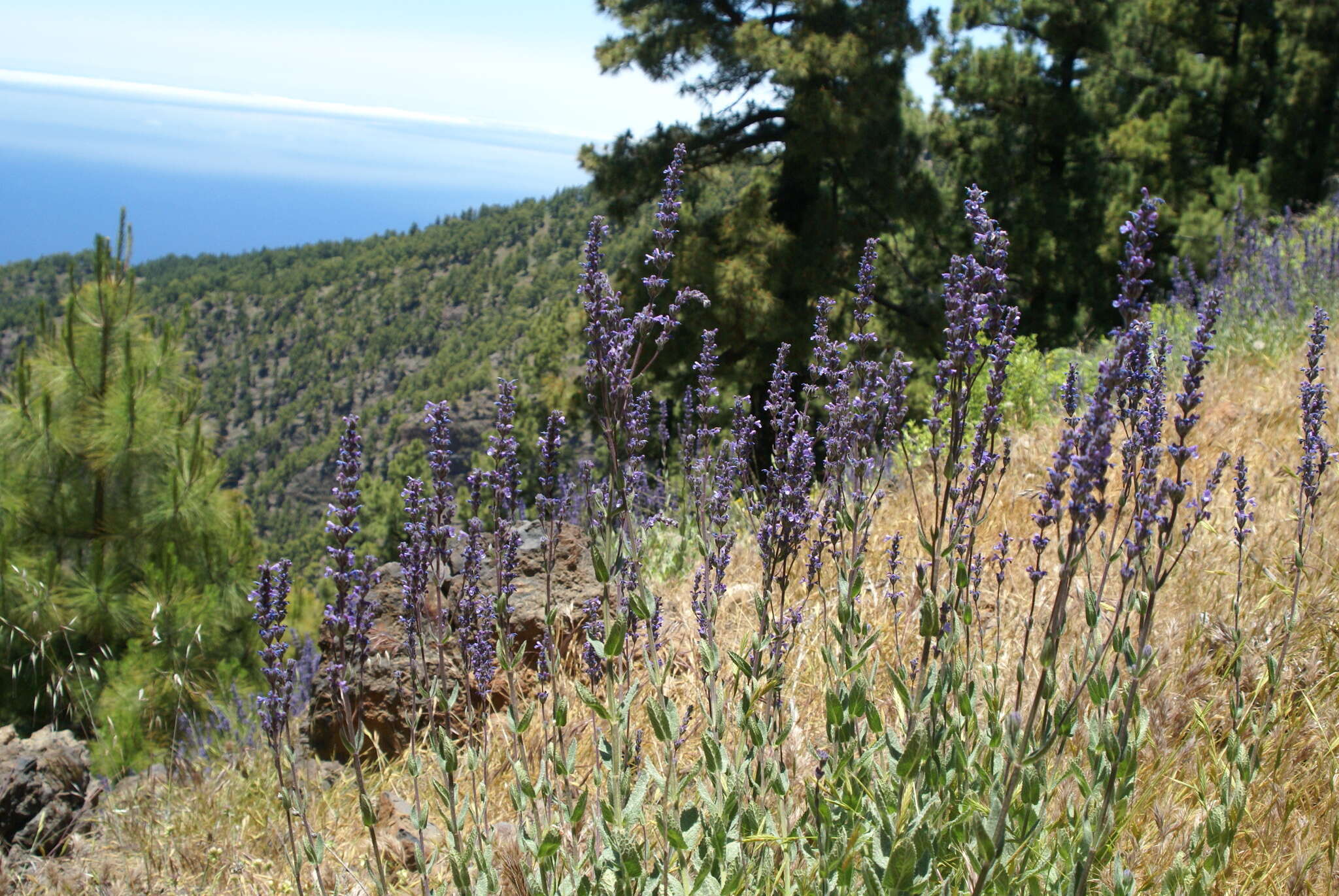 Image of Nepeta teydea Webb & Berthel.