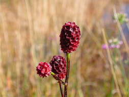 Image de Sanguisorbe officinale