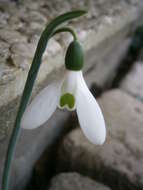 Image of giant snowdrop