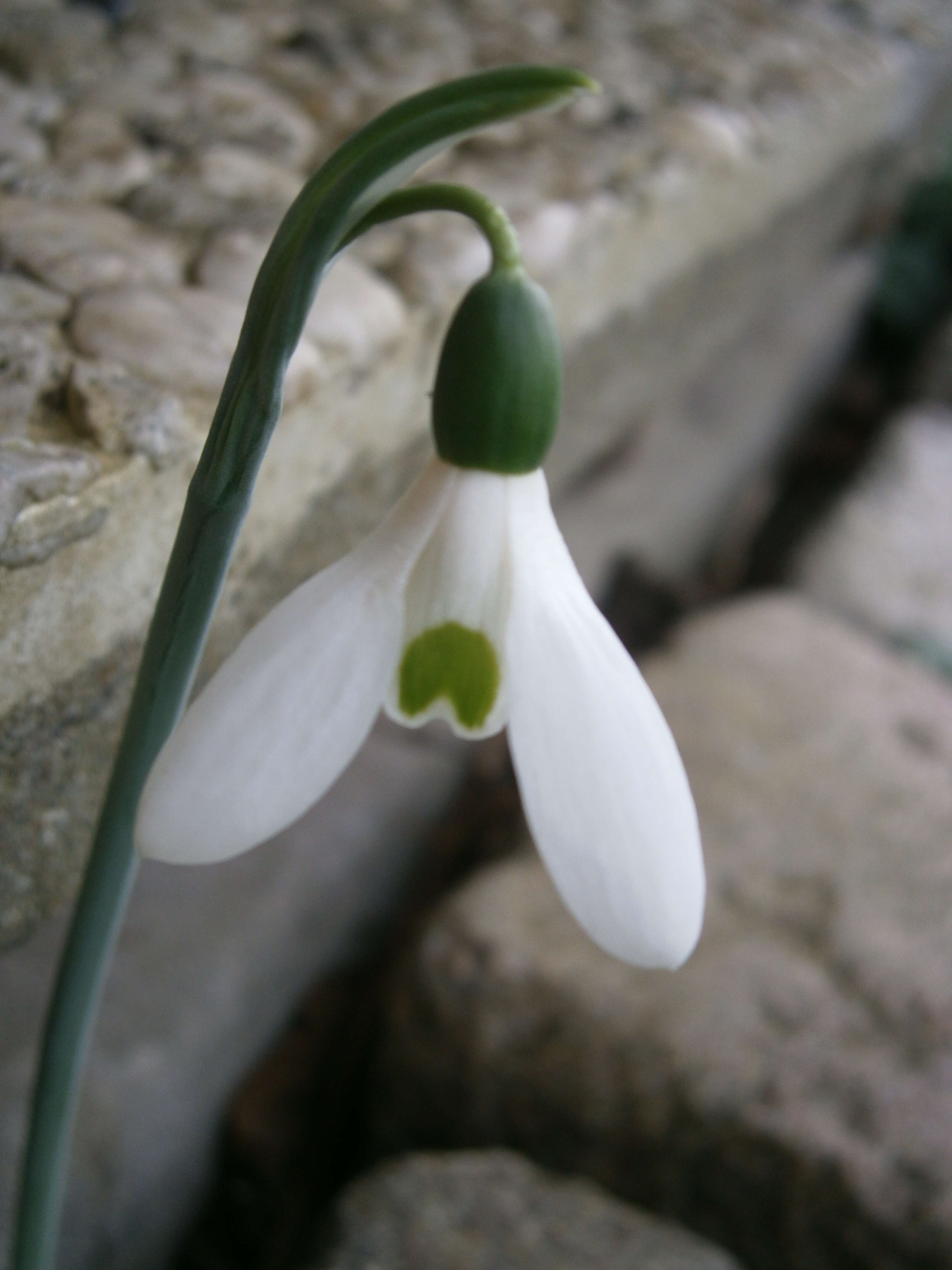 Image of giant snowdrop