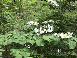 Image of Viburnum plicatum var. tomentosum (Thunb. ex Murray) Miq.