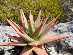 Aloe succotrina Weston resmi