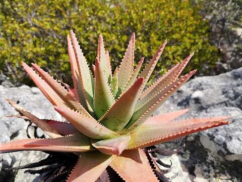 Aloe succotrina Weston resmi