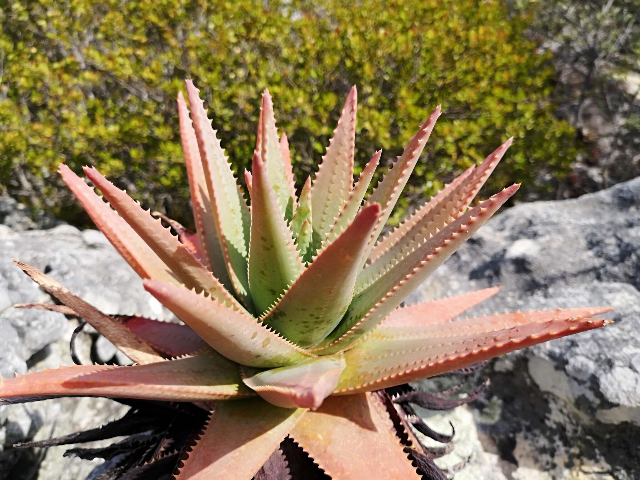 Слика од Aloe succotrina Weston