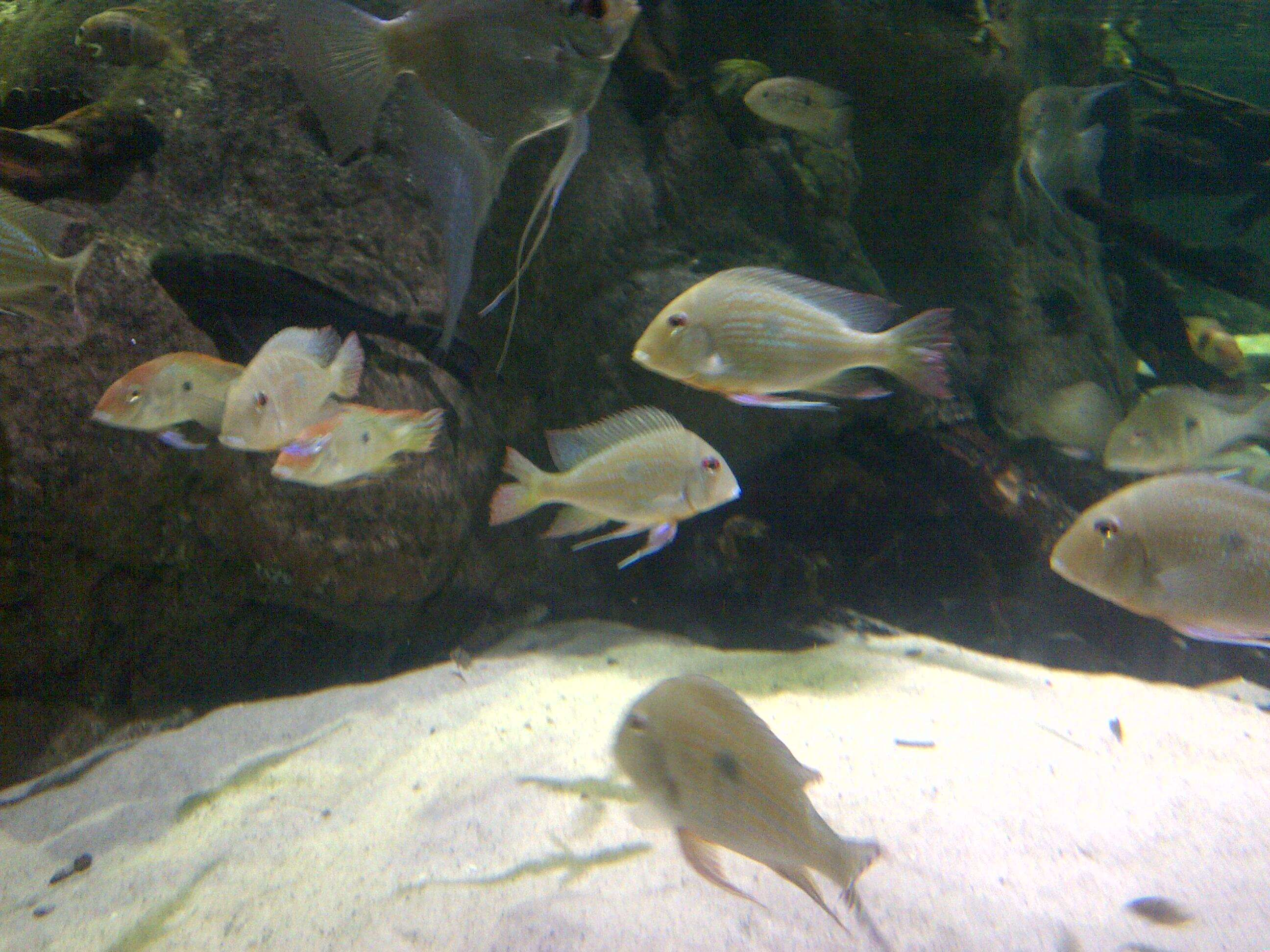 Image of Eartheater cichlid