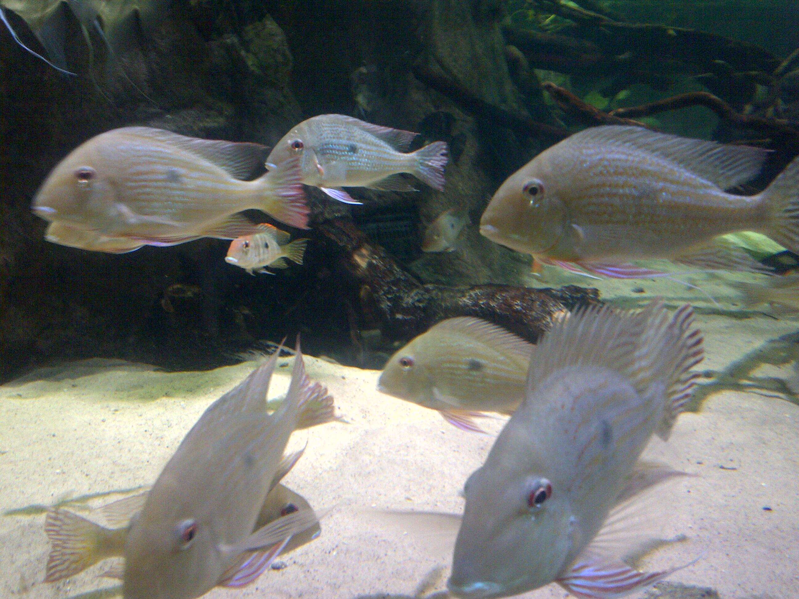 Image of Eartheater cichlid
