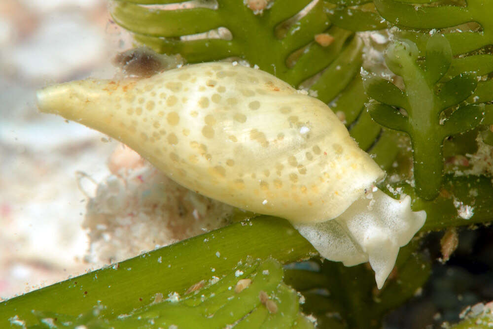 Image of Volvatella maculata K. R. Jensen 2015