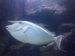 Image of Banded Unicornfish