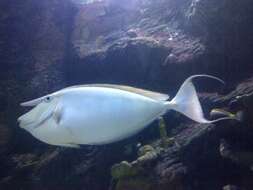 Image of Banded Unicornfish