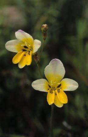 Image of Sparaxis caryophyllacea Goldblatt