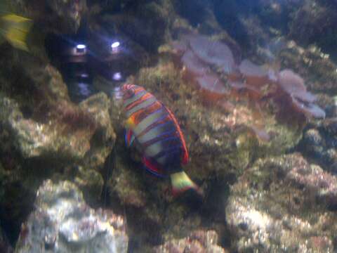 Image of Harlequin Tuskfish