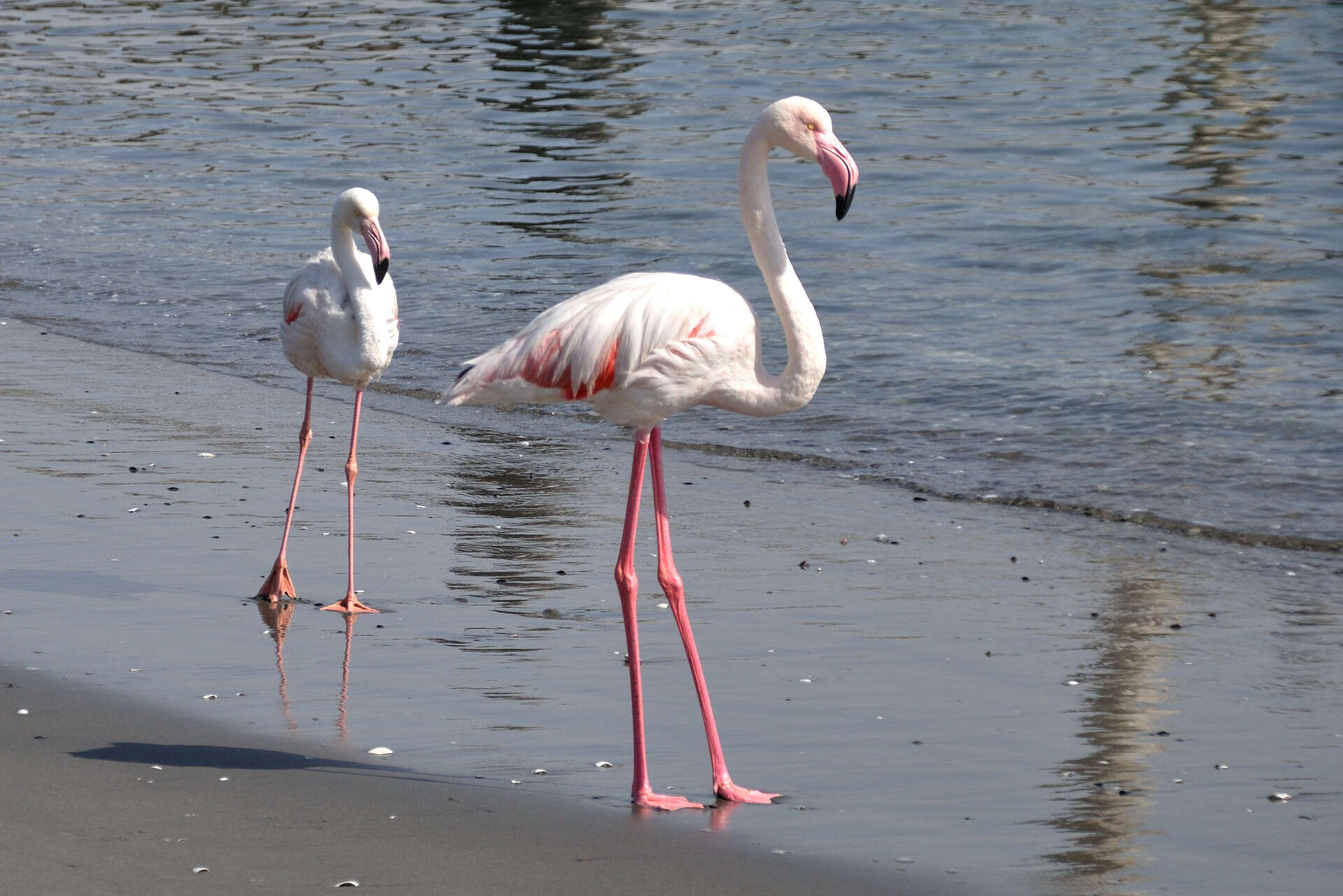 Imagem de Phoenicopterus roseus Pallas 1811