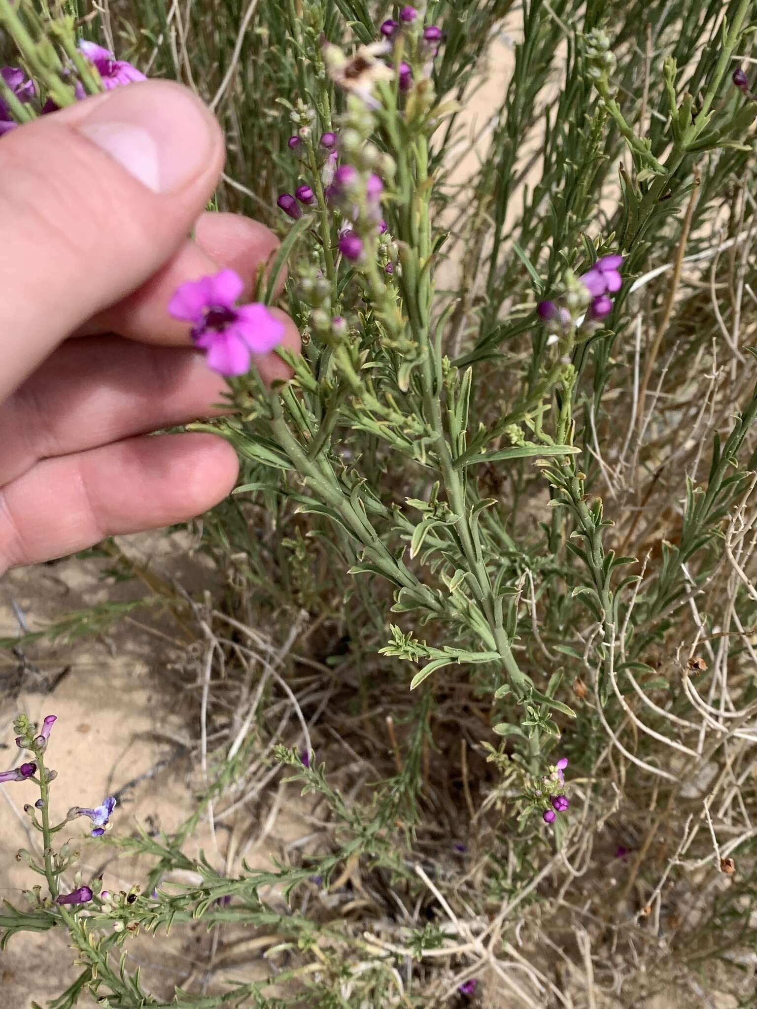 Penstemon thurberi Torr. resmi