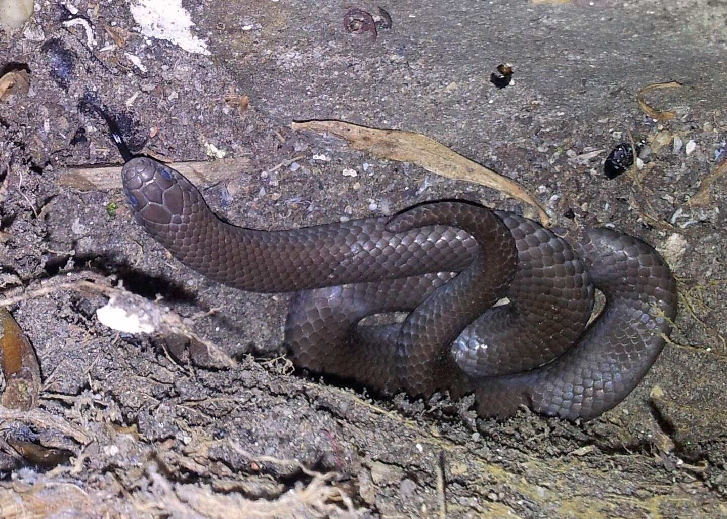 Image of Common Slug Eater