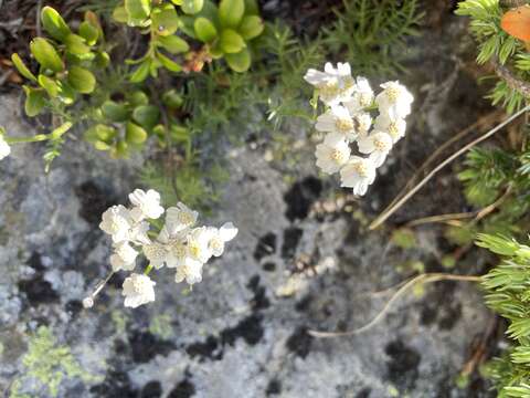 Слика од Achillea erba-rotta All.