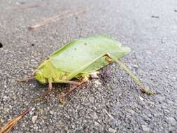 Image of Giant Katydid