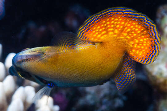 Image of Blackbar Filefish