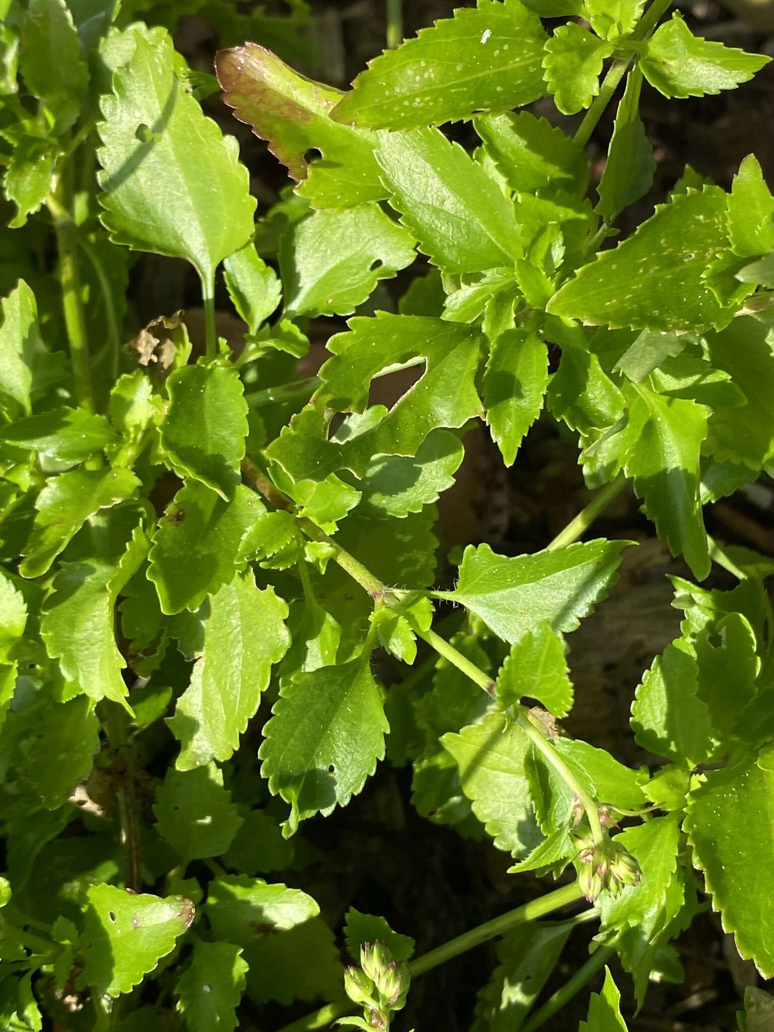 Imagem de Ageratum maritimum Kunth