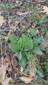 Image of Viola ambigua Waldst. & Kit.