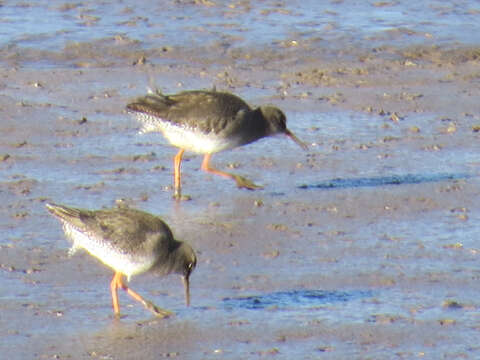 Image of Common Redshank