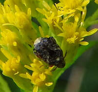 Image of Redbud Bruchid