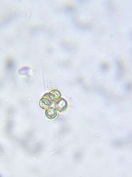 Image de Micractinium pusillum