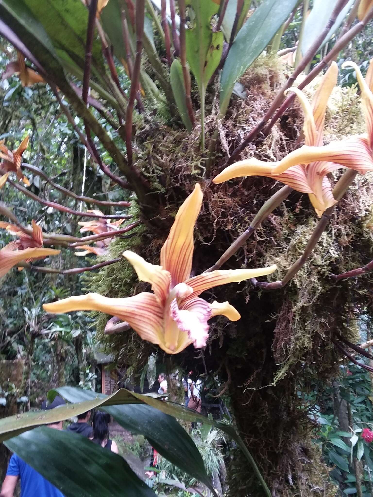 Image of Maxillaria striata Rolfe