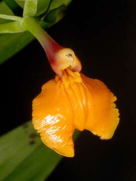 Image of False Epidendrum Epidendrum