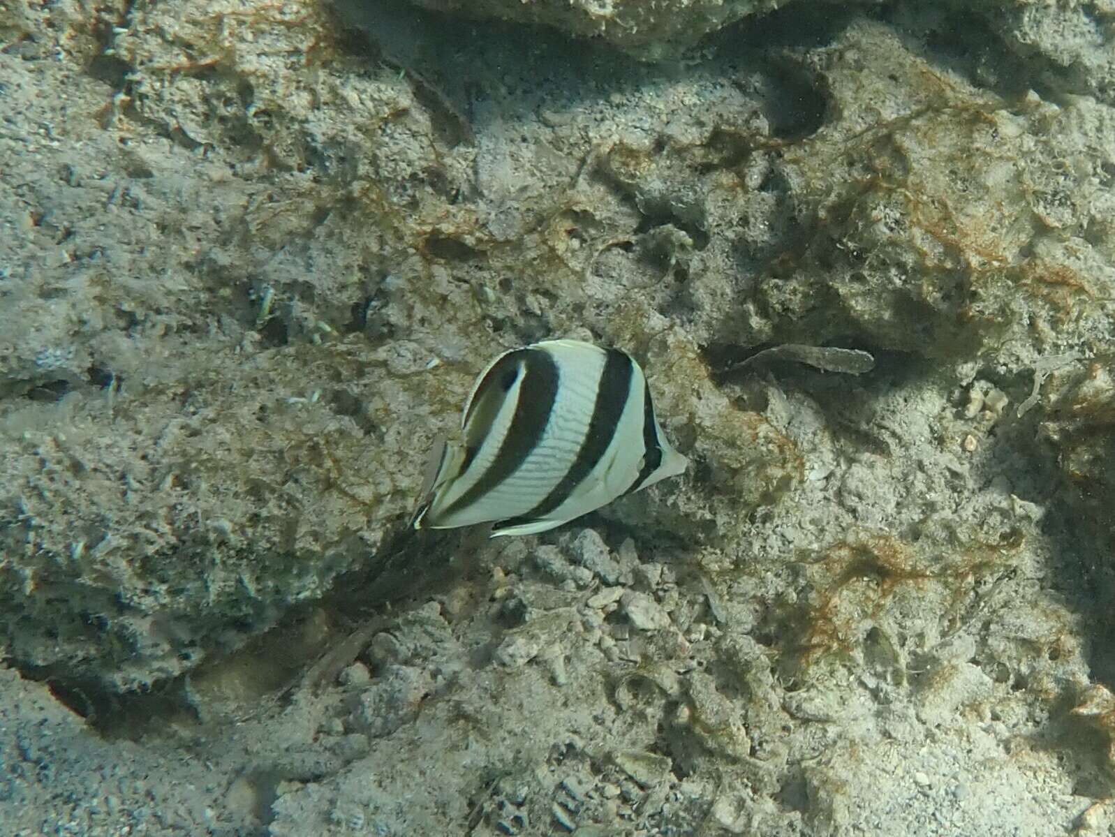 Image of Banded Butterflyfish