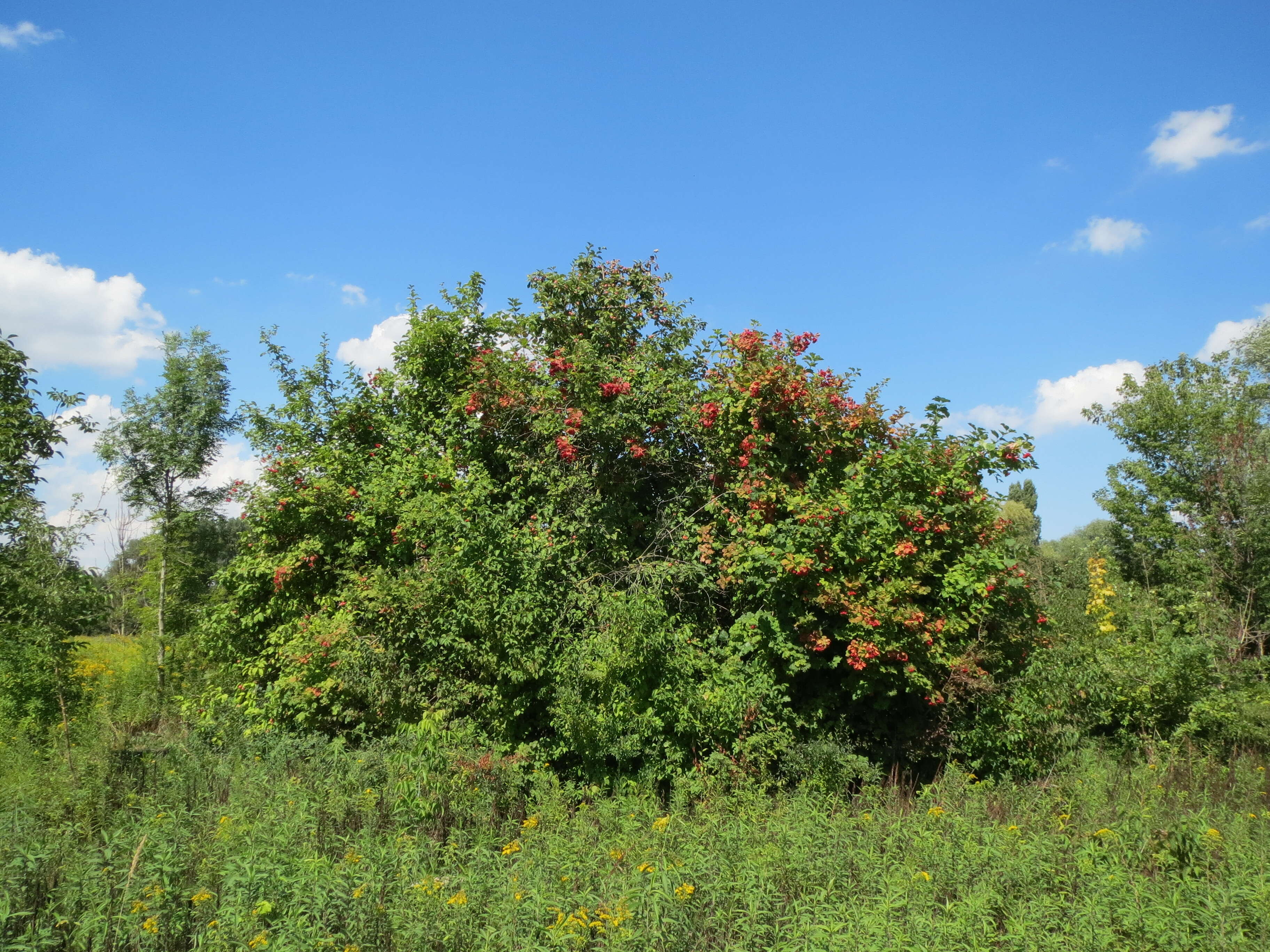 Imagem de Viburnum opulus L.