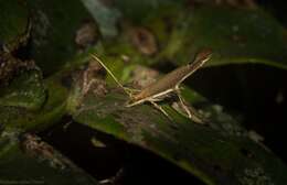 Image of Glaphyristis marmarea Meyrick 1897