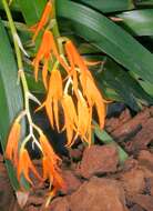 Image of Brassia aurantiaca (Lindl.) M. W. Chase