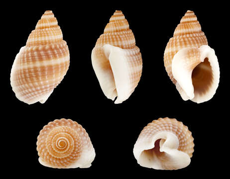 Sivun Nassarius livescens (Philippi 1849) kuva