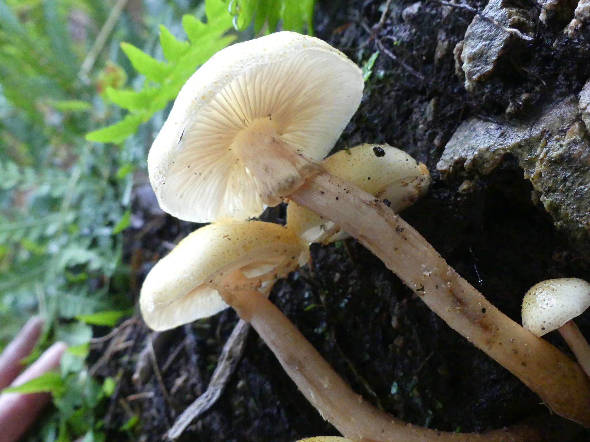 Image of Armillaria limonea (G. Stev.) Boesew. 1977