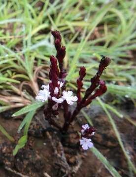 Imagem de Striga gesnerioides (Willd.) Vatke