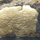 Palythoa tuberculosa (Esper 1805)的圖片