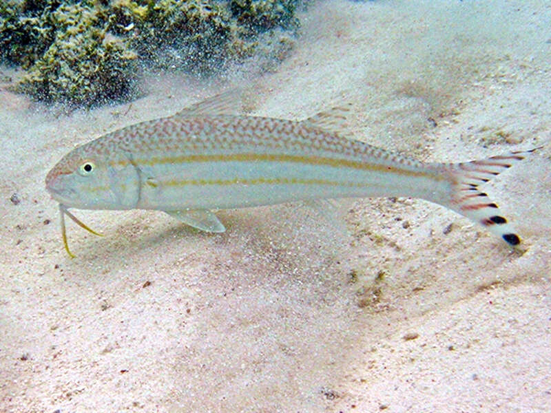 Image of Band-tail goatfish