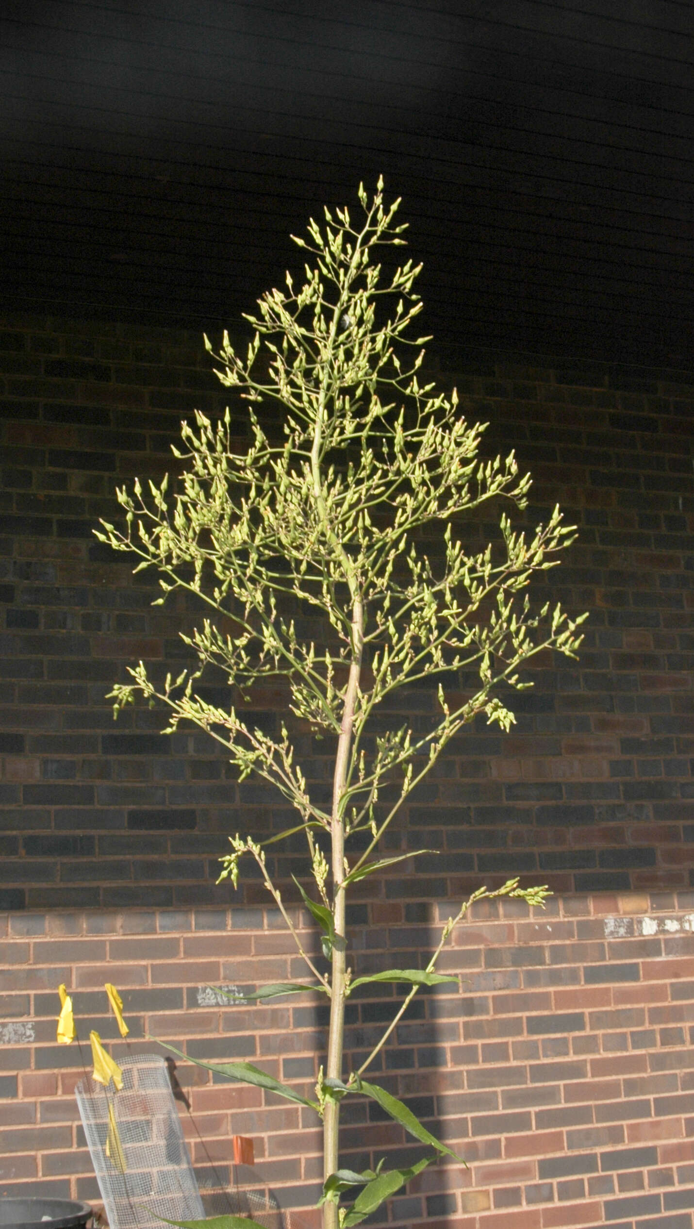 Imagem de Lactuca canadensis L.