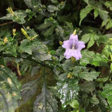 Image of Strobilanthes flexicaulis Hayata