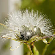 Imagem de Lactuca canadensis L.