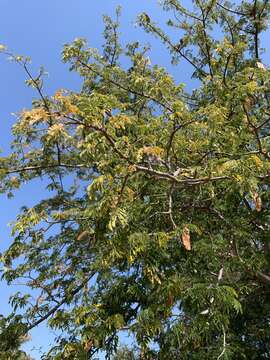 Image of Broad-pod albizia