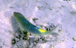 Image of Goldsaddle goatfish