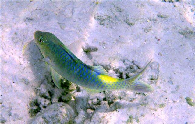 Image of Goldsaddle goatfish