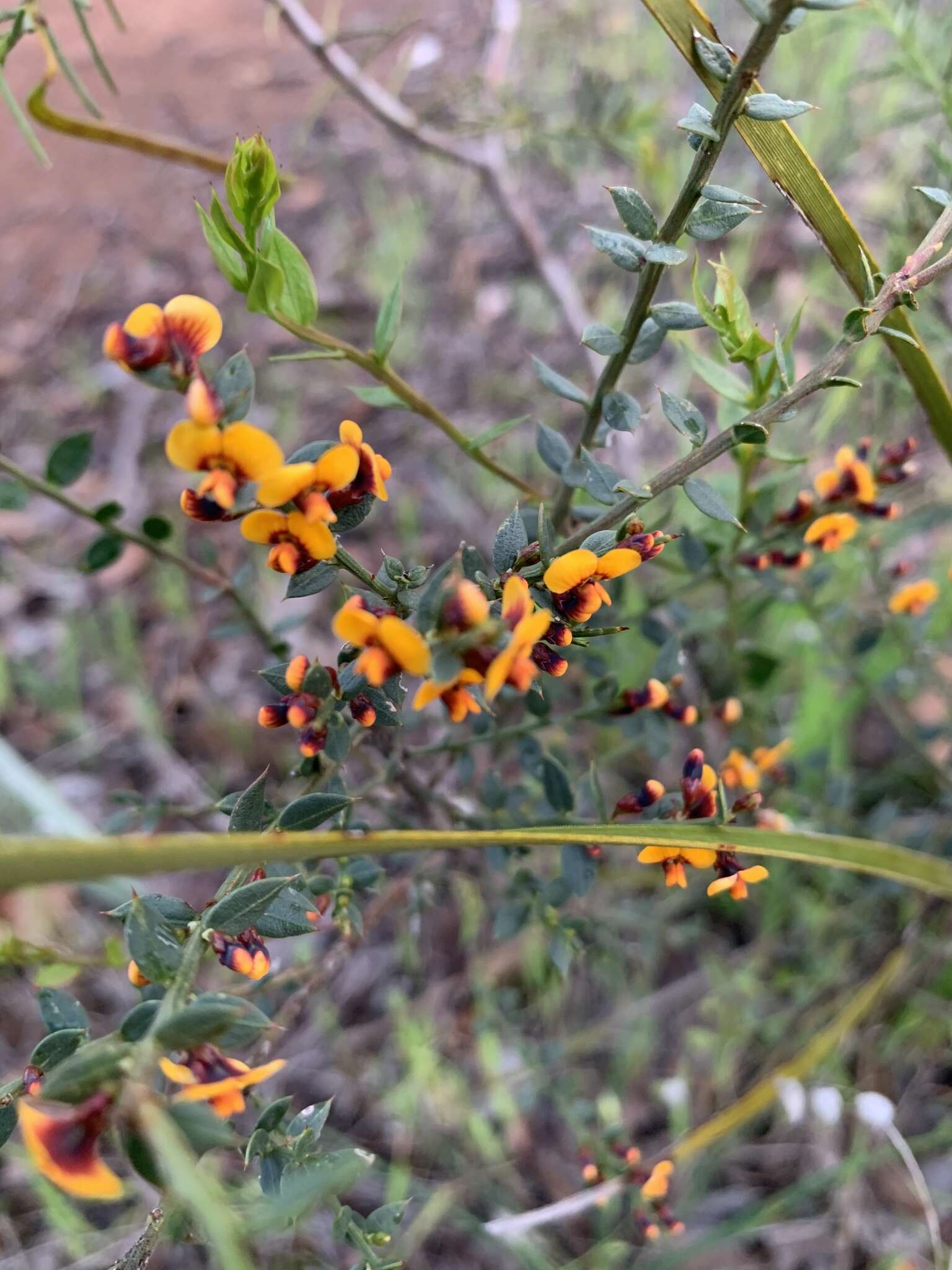 Image of <i>Daviesia ulicifolia</i> subsp. <i>ruscifolia</i>