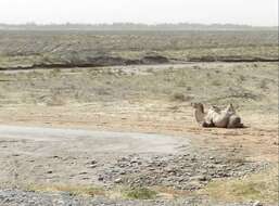 Image of Bactrian camel