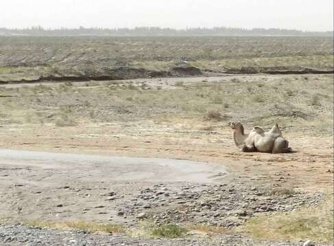 Image of Bactrian camel