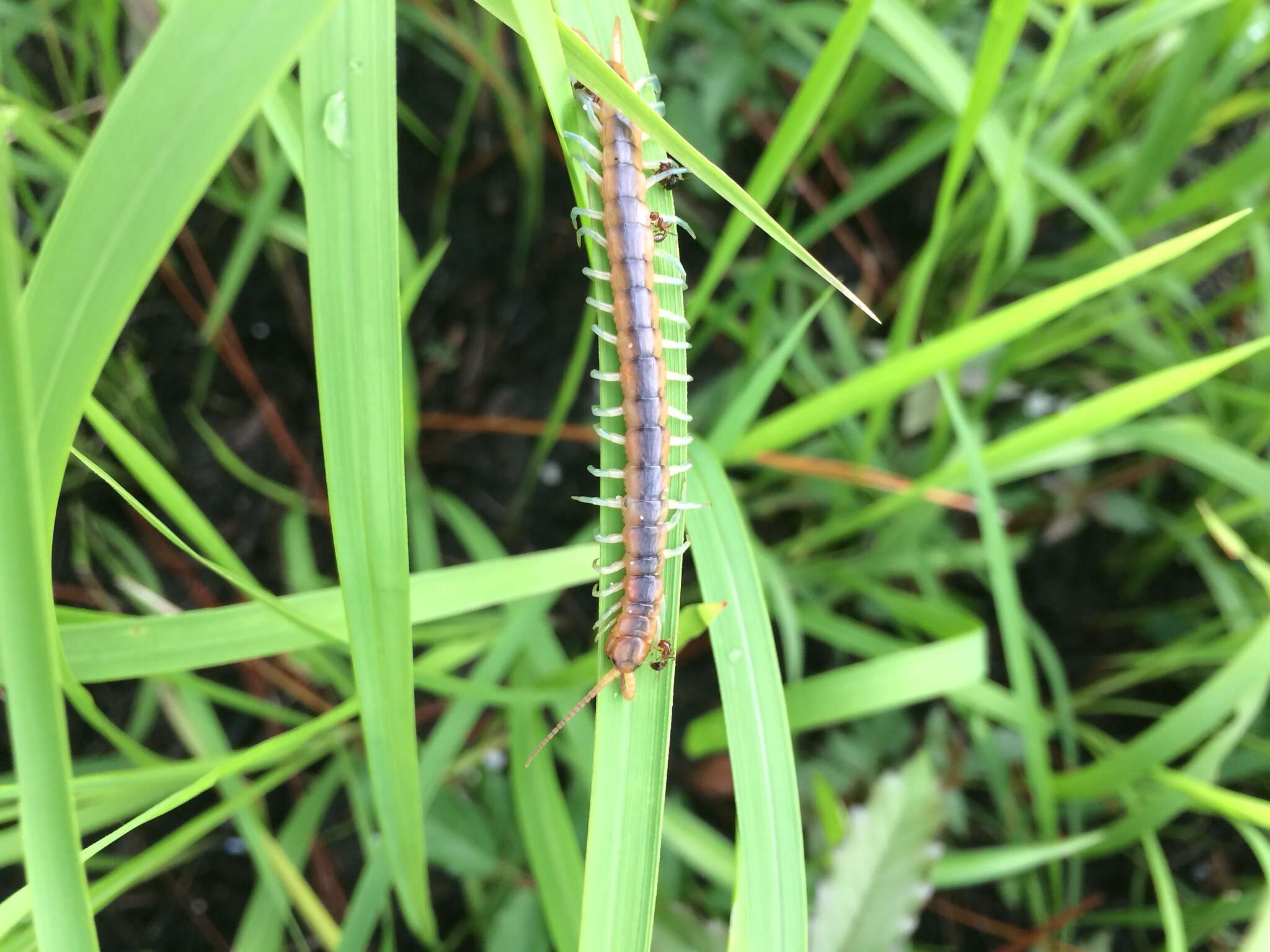 Imagem de Scolopendra viridis Say 1821