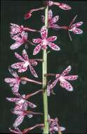 Imagem de Dipodium campanulatum D. L. Jones