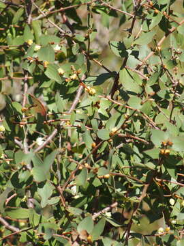 Image of Hakea ferruginea Sweet